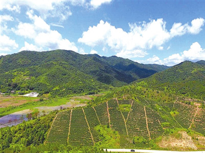 河源市客家红农业科技开发有限公司：推动河源红茶产业健康发展